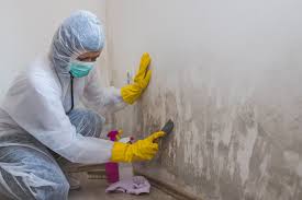 Mold Remediation for Rental Properties in Rantoul, IL